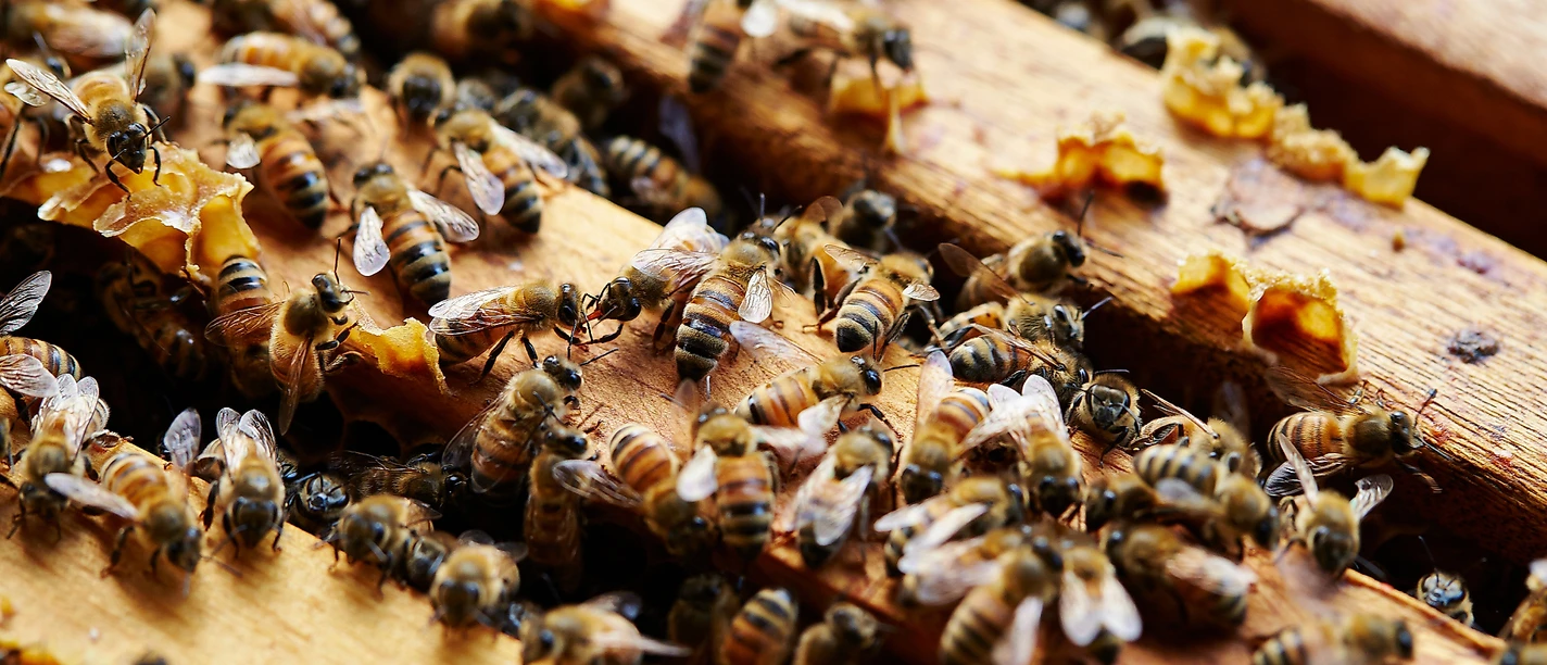 Bienen Imkerei Musterbild
