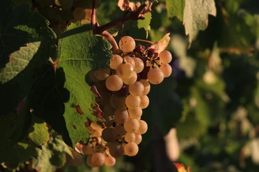 Trauben im Herbst