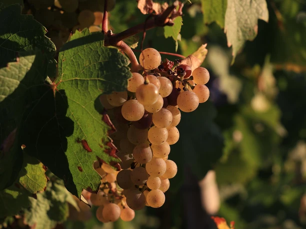 Trauben im Herbst
