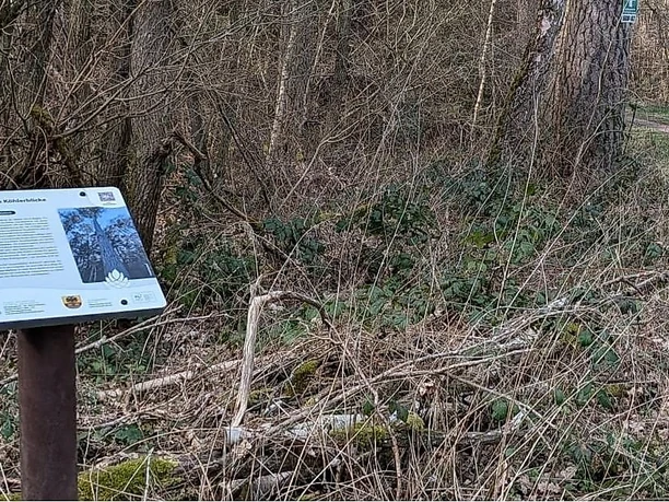 Infotafel klimaresiliente Kiefern Infotafel klimaresiliente Kiefern