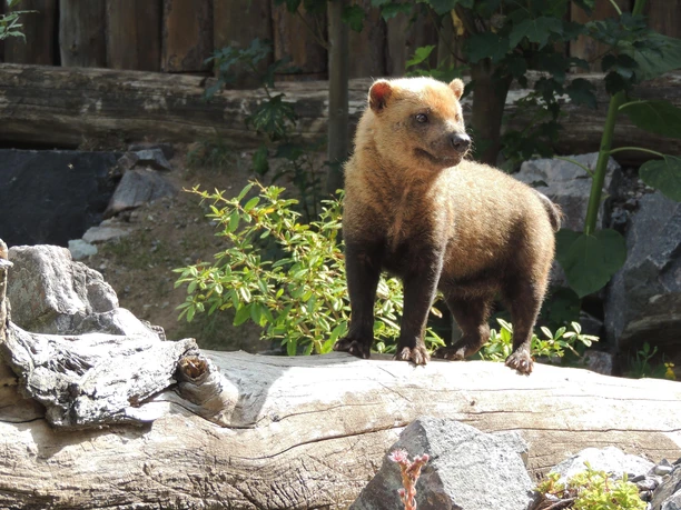 Waldhund Zoo Landau