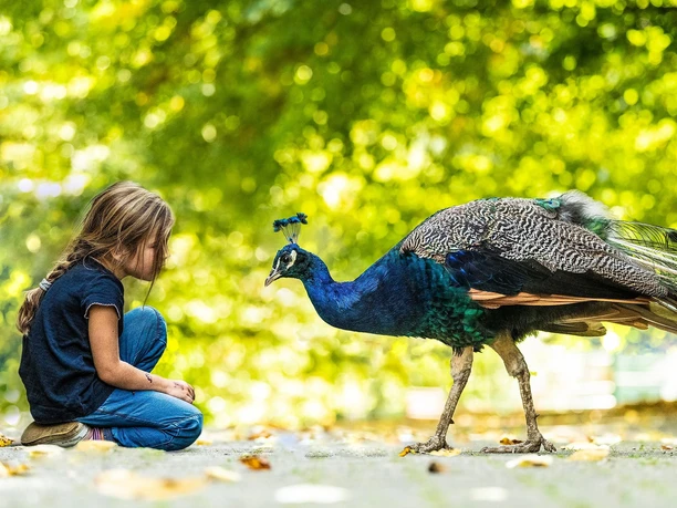 Tierpark Niederfischbach, Pfau