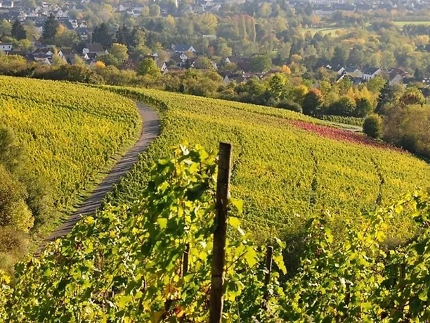 Weinberge