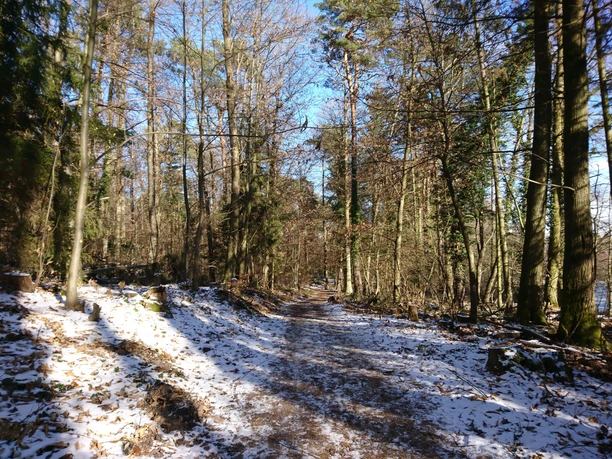 Schnee im Pfälzerwald