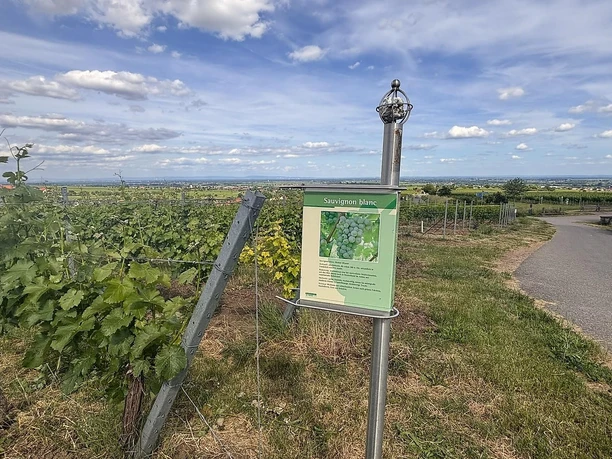 Wein- und Steinlehrpfad Sauvignon Blanc Wein- und Steinlehrpfad Sauvignon Blanc