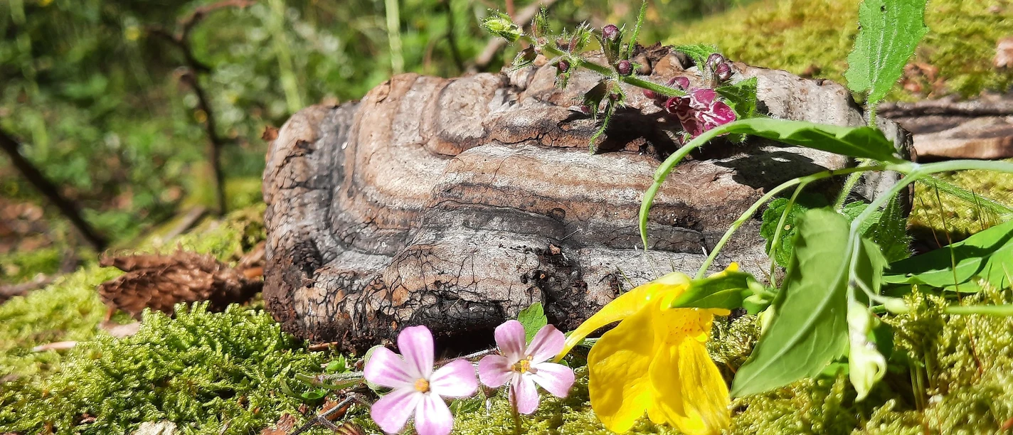 Wald- und Wildkräuterwanderung