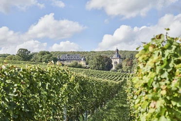 Schloss Vollrads Weinberge