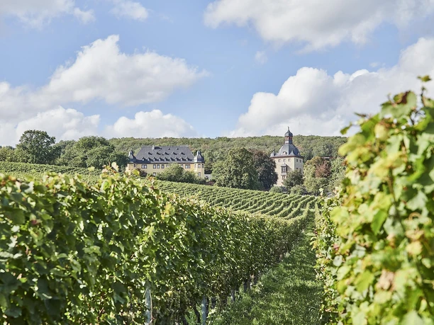 Schloss Vollrads Weinberge