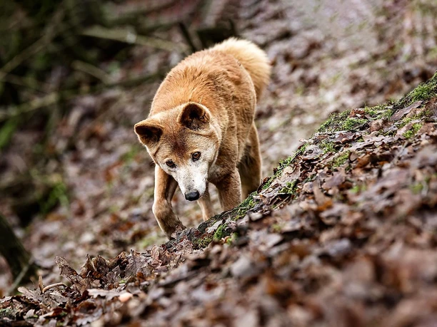 Erhard Trumler Station Sidney