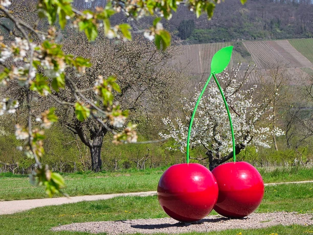 Kirschblüte