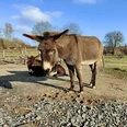 Esel Jule und Joe auf der Koppel