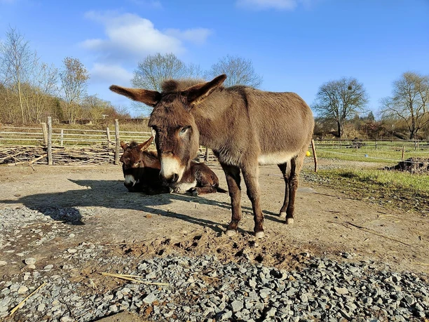 Esel Jule und Joe auf der Koppel