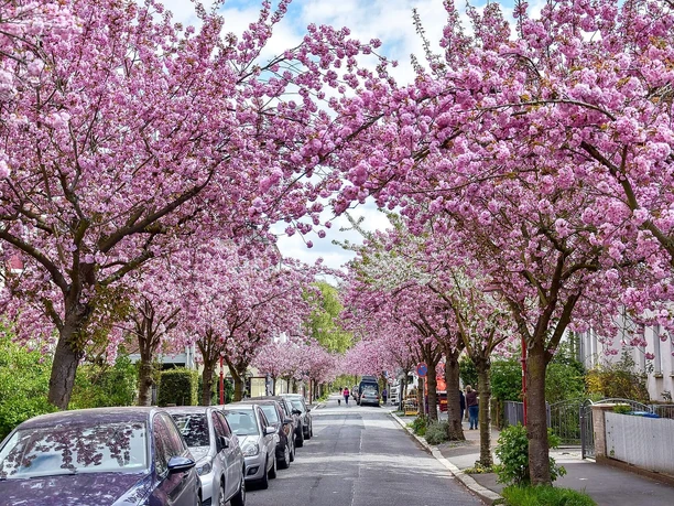 Kirschblüte in der Stresemanntraße in Marburg