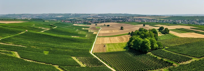 Selztalblick