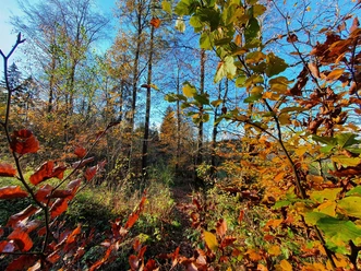 Wald1