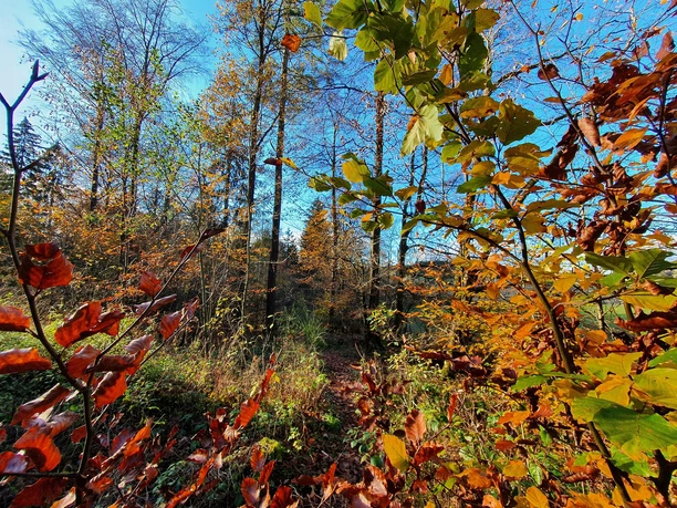 Wald1