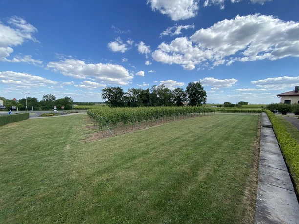 Wiese beim Weingut Faubel