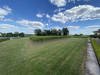 Wiese beim Weingut Faubel