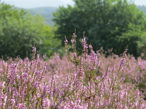 Blühende Heide bei Langscheid