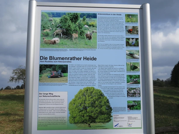 Infotafel zur Blumenrather Heide