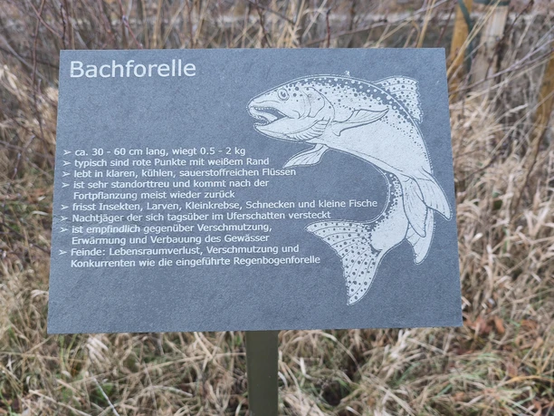 Bachforelle