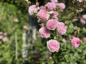 Offener Garten