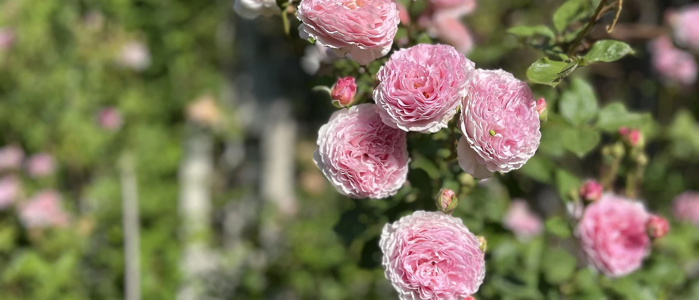 Offener Garten