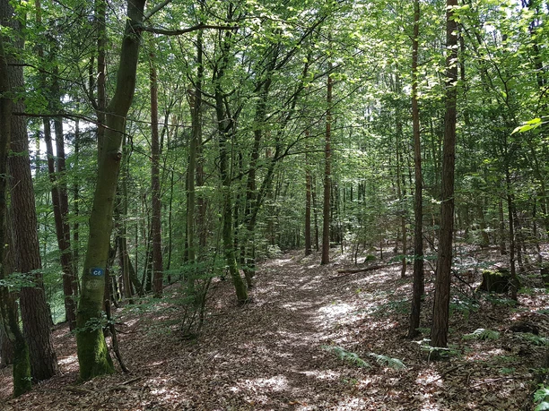 Pfad vom Saufelsen Richtung Schwabfelsen