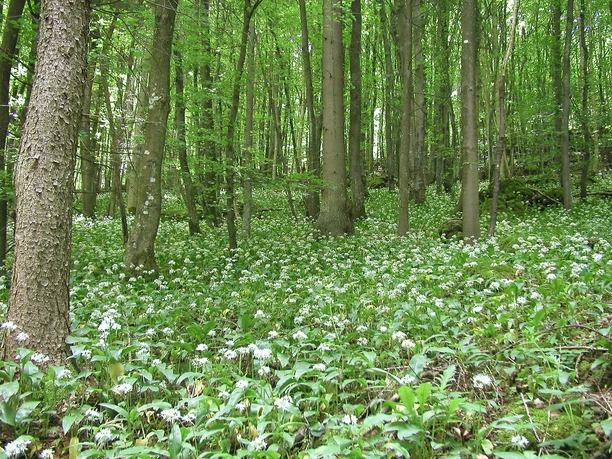 Schönecker Schweiz 1 Bärlauchblüte