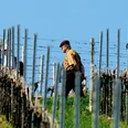 sachkundige Weinbergsführung 2