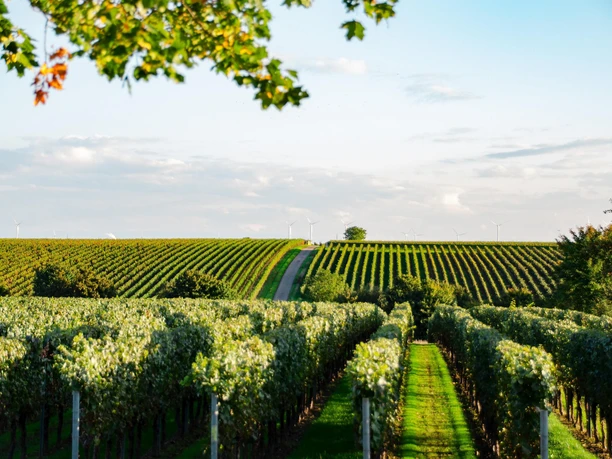 Weinberge