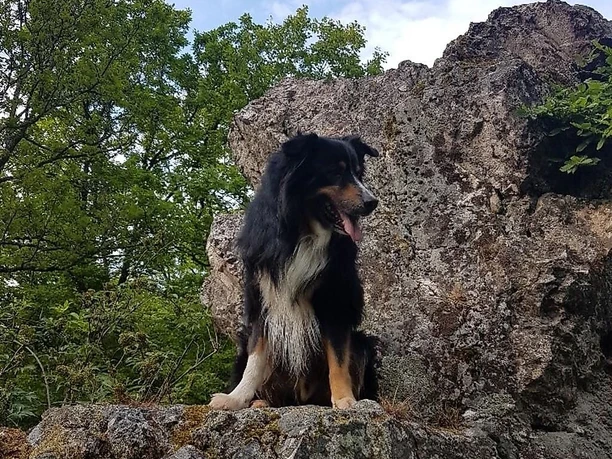 Werthelstein mit Hund