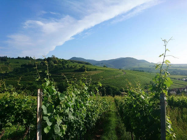Blick auf den Kastanienbusch im Sommer