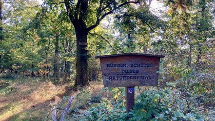 Friedenslinde Dillenburg 1