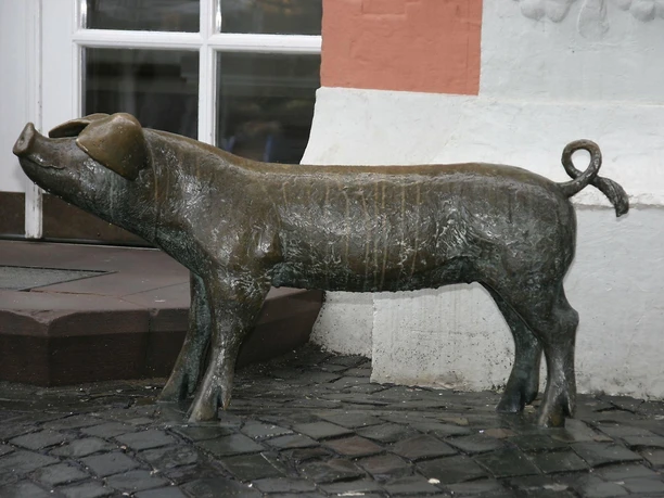 Sau am Eingang