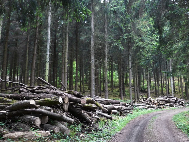 Natursteig Sieg Etappe 9