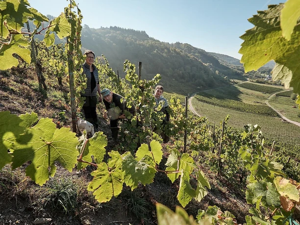 Weinhof Herrenberg Schoden (2)