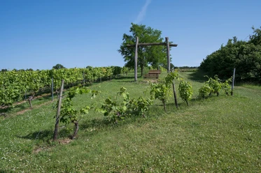 Weinbergschaukel Engelstadt
