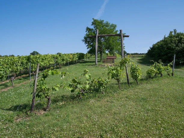 Weinbergschaukel Engelstadt Weinbergschaukel Engelstadt