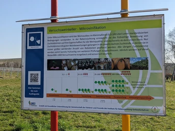 Infotafel am Rebenlehrpfad