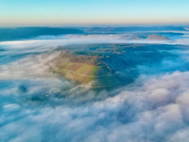 Weingut Peter Lauer Ayl (03)