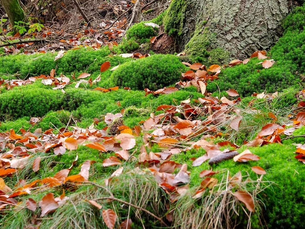 Der Wald im Herbst