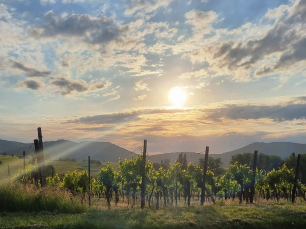 Weinlage im Abendlicht