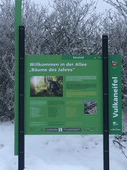 Allee Bäume des Jahres