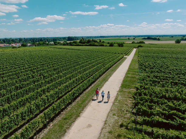 In der Weinlage Rosenberg