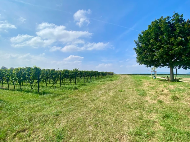 Weinberge bei Essingen