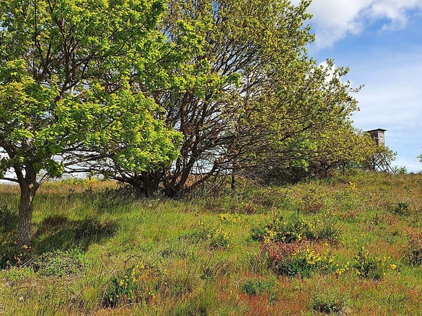 Niederburger Heide Frühling