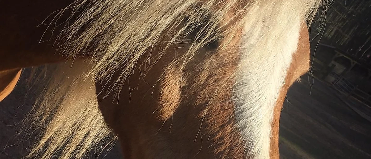 Pferd