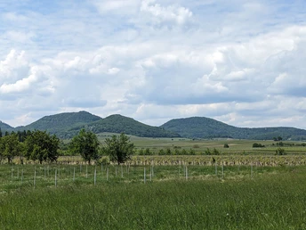 Blick auf den Haardtrand