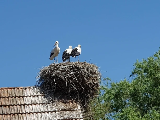 Storchennest auf Dach in Winden